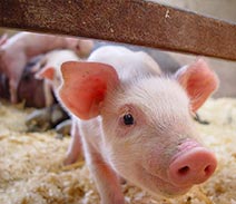 豬配合飼料對于衛生的要求